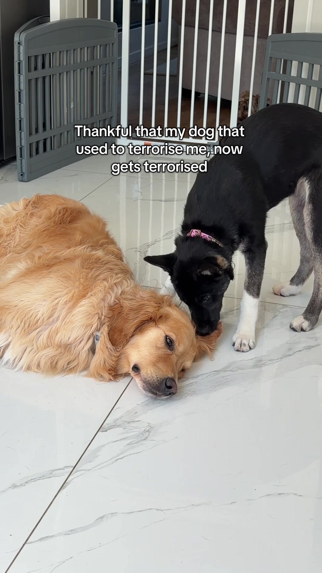 @Sheldon The Retriever