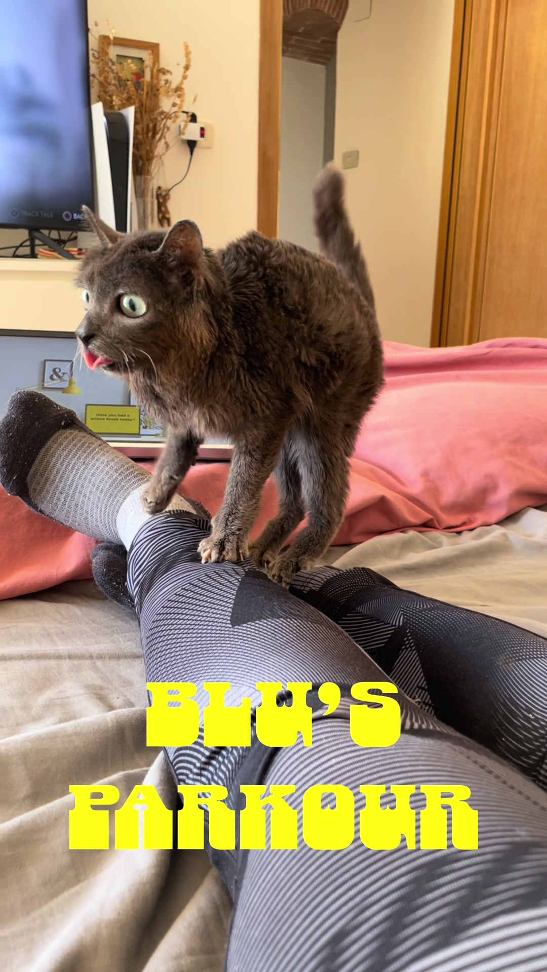 @blu_the_blep