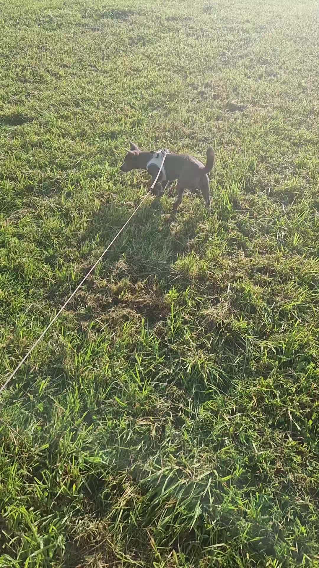 @Stéphy🐕🩷🤍🐶