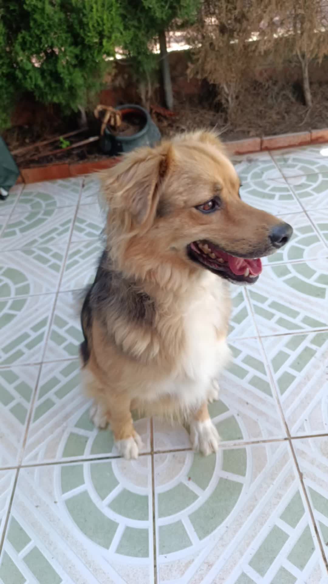@RoyleDogWalking