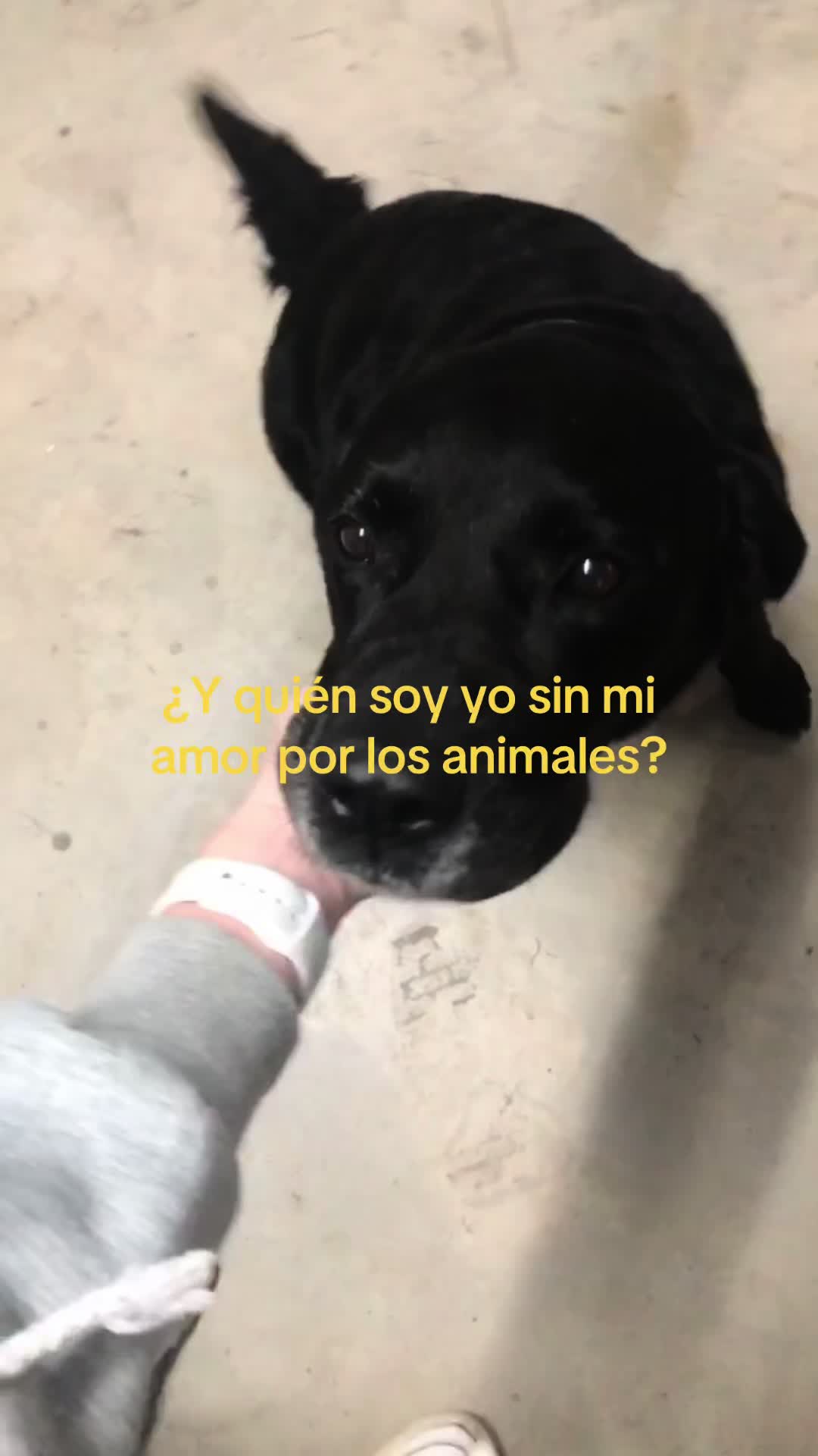 @vinyetgirabal2