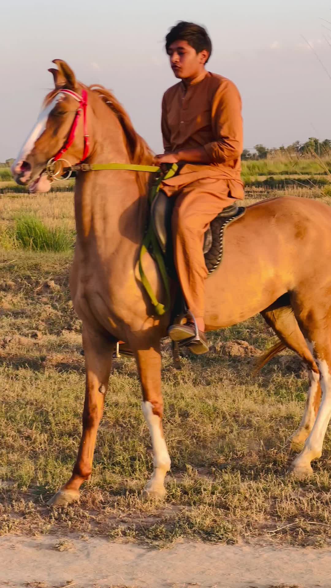 @Ch Hammad bokan ♥️🐎
