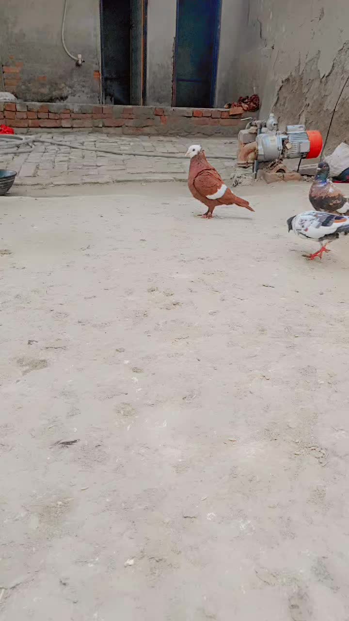 @best Birds912