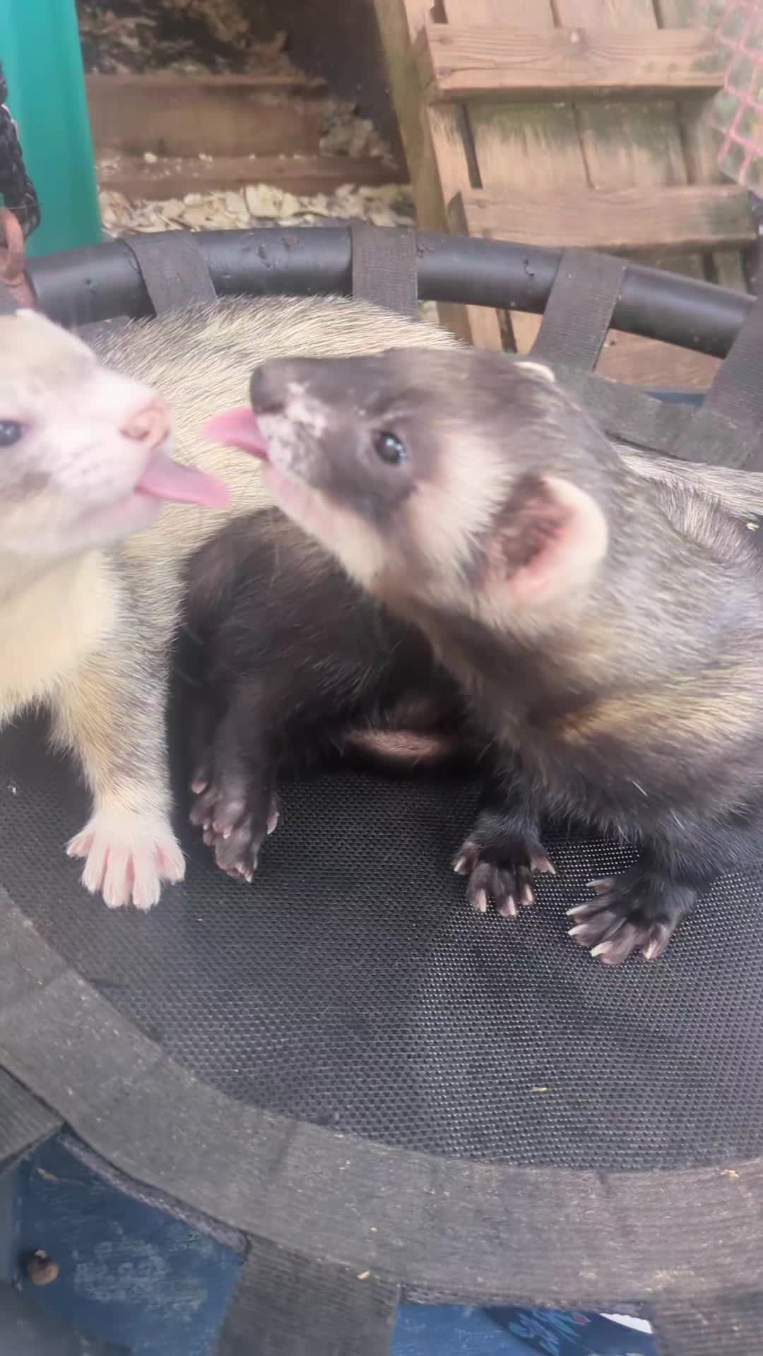 @Ocean City Ferrets