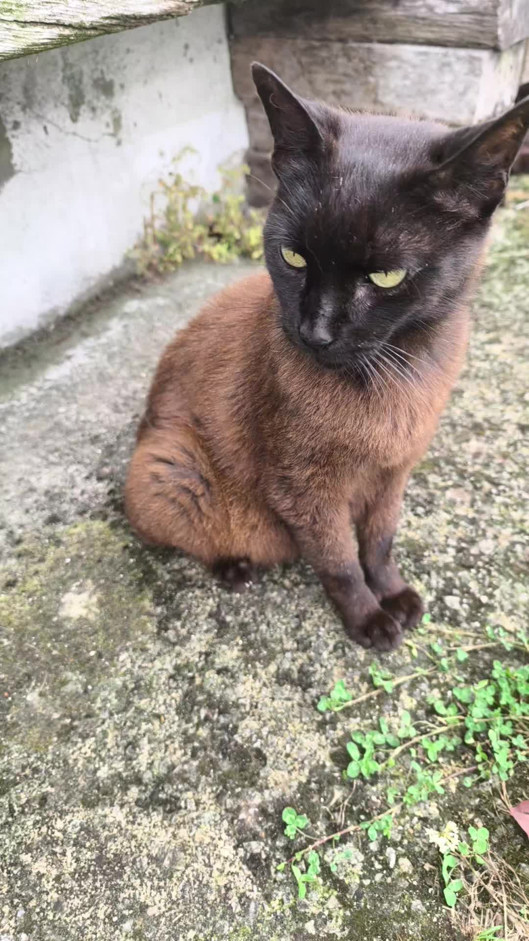 @La loca de los gatos