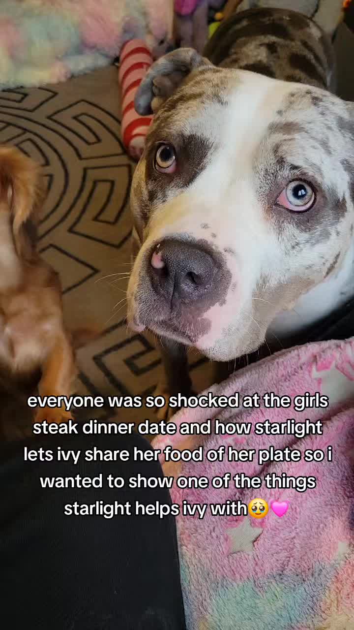 @kirsty+starlight the xl bully