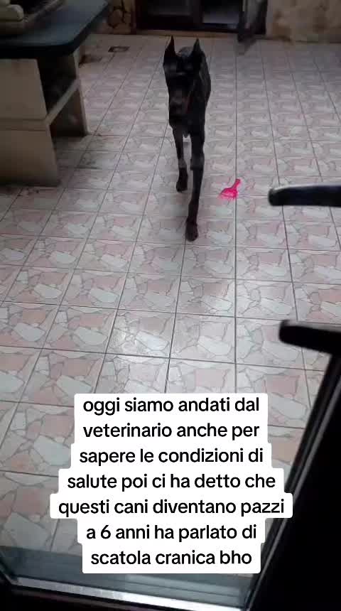 @⚠️ IL RE DEI BULLY ⚠️