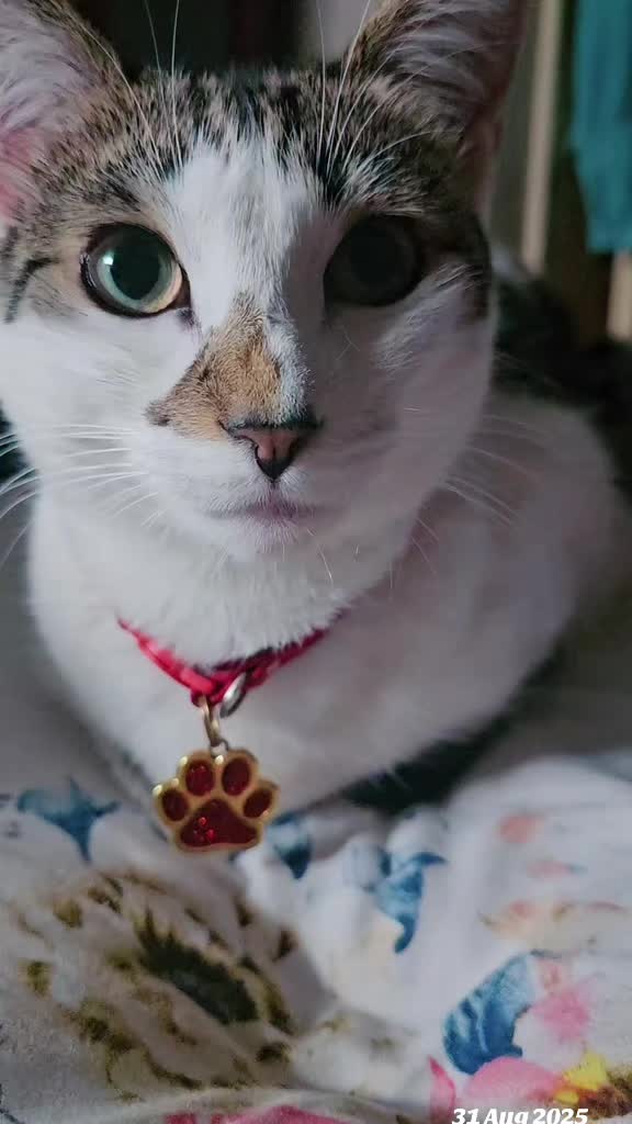 @cairo🐈