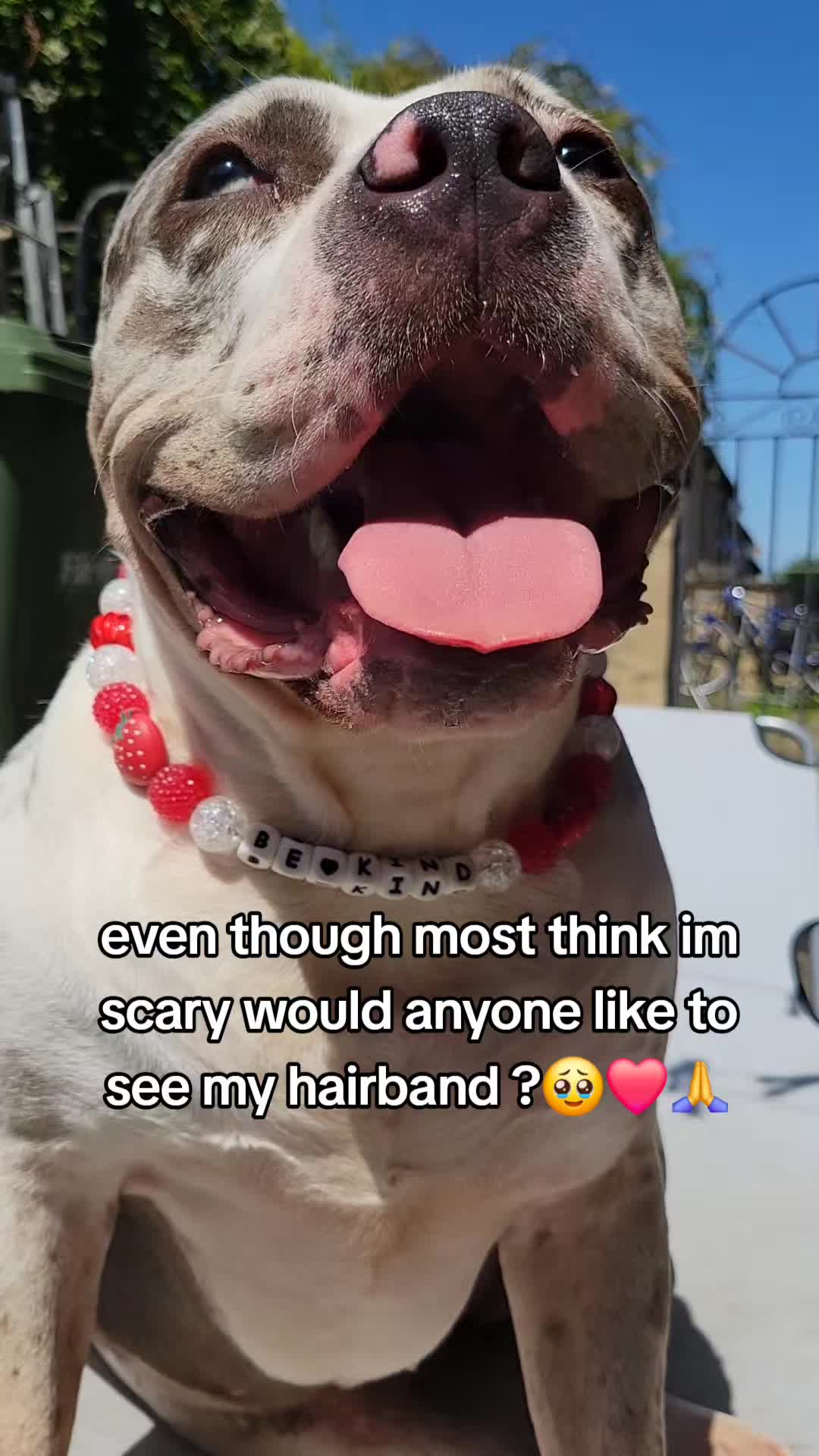@kirsty+starlight the xl bully