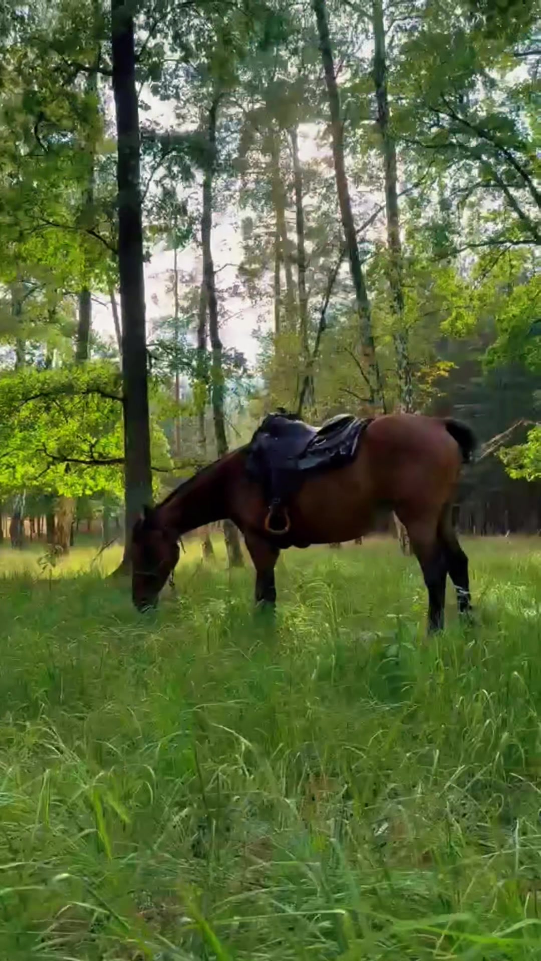@Cestou Horsemanshipu