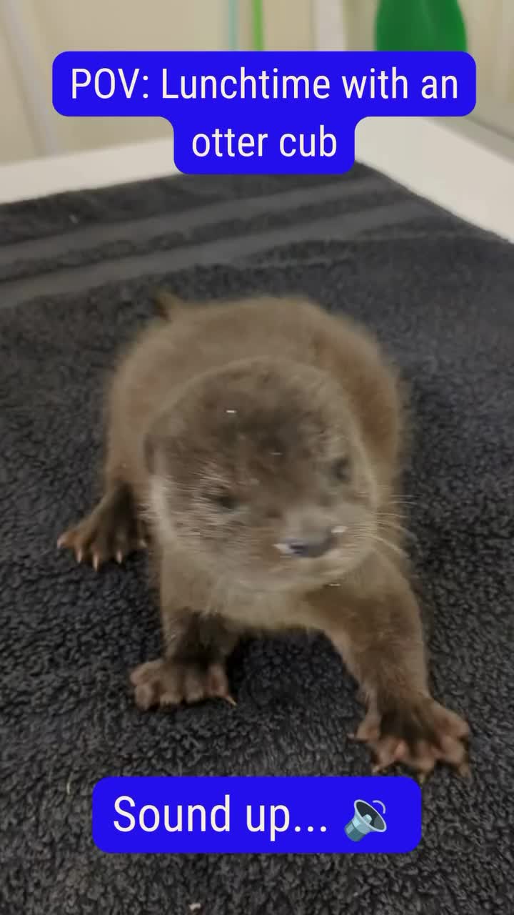 @StapeleyWildlifeRehab