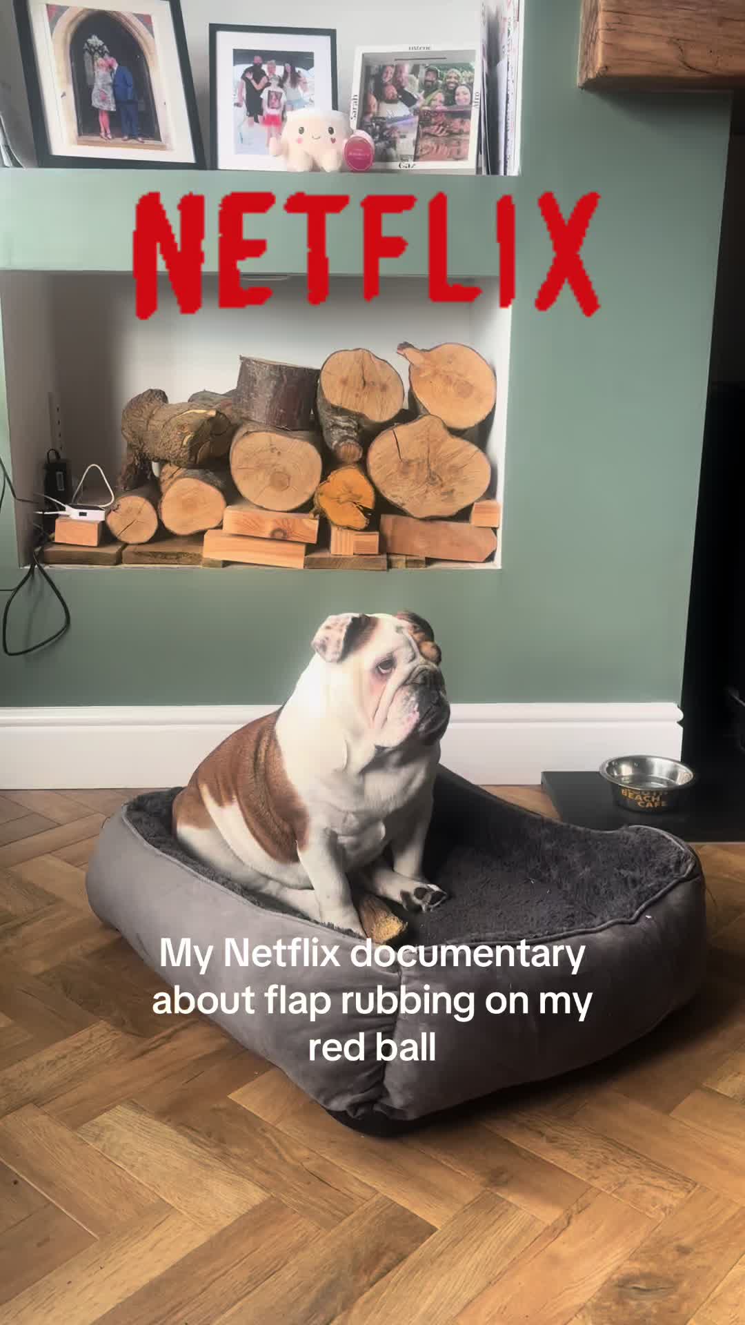 @Nessa the Bulldog 8