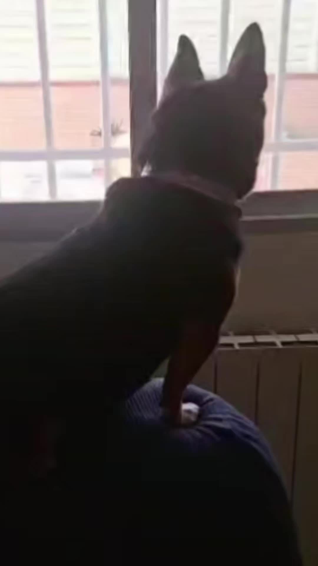 @ʀᴏᴄɪᴏ シ︎