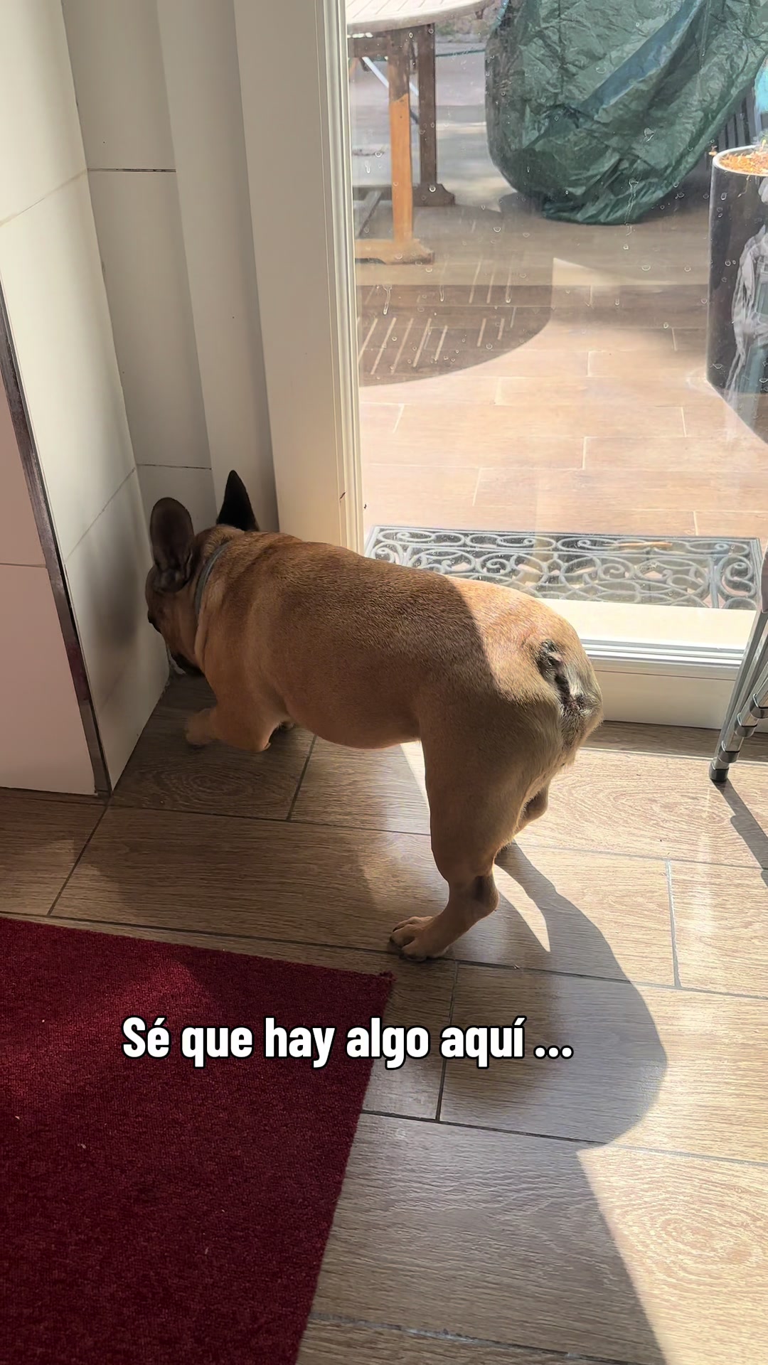 @Teamocerdito
