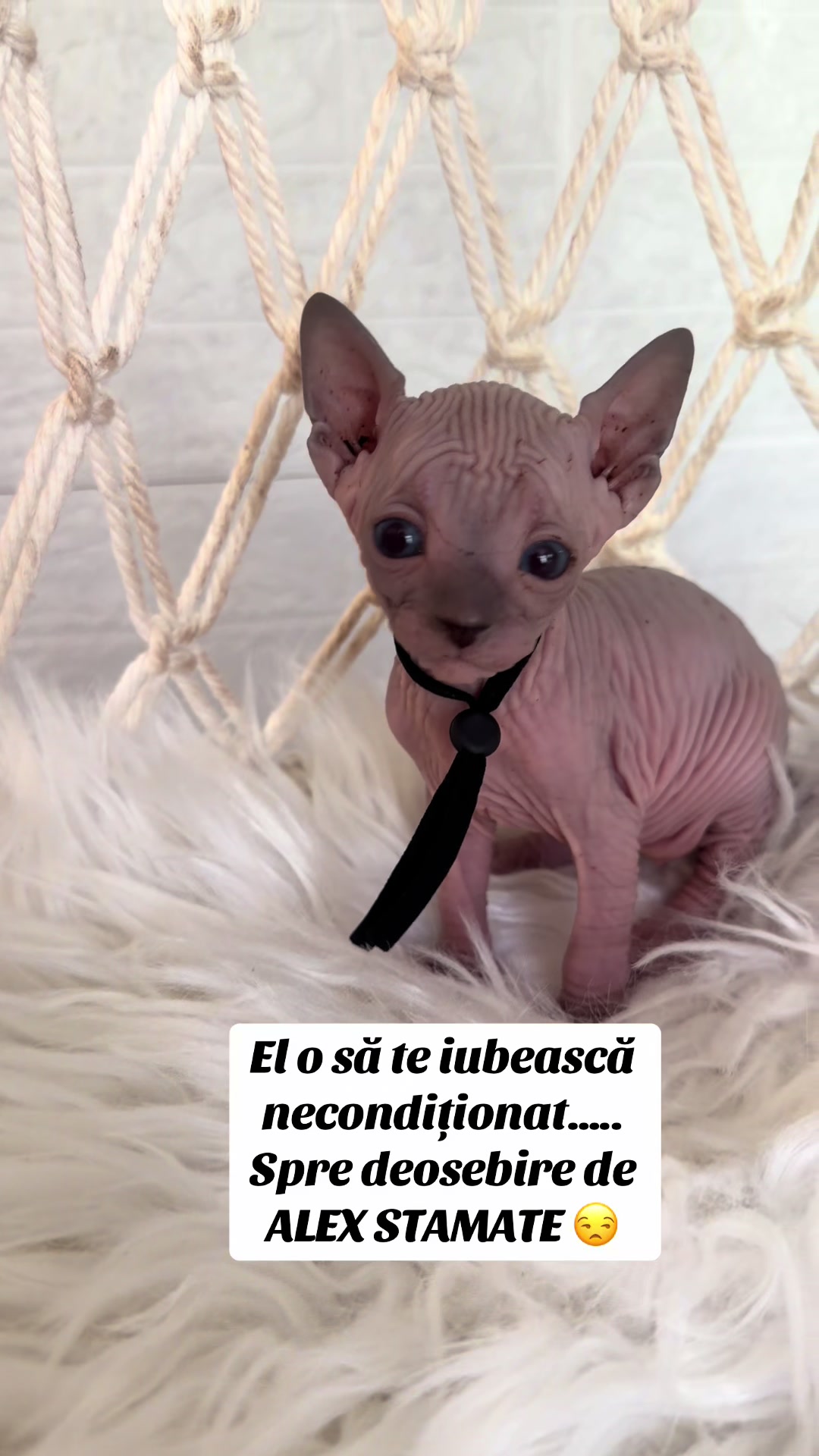 @Diana Ciortan Sphynx Romania