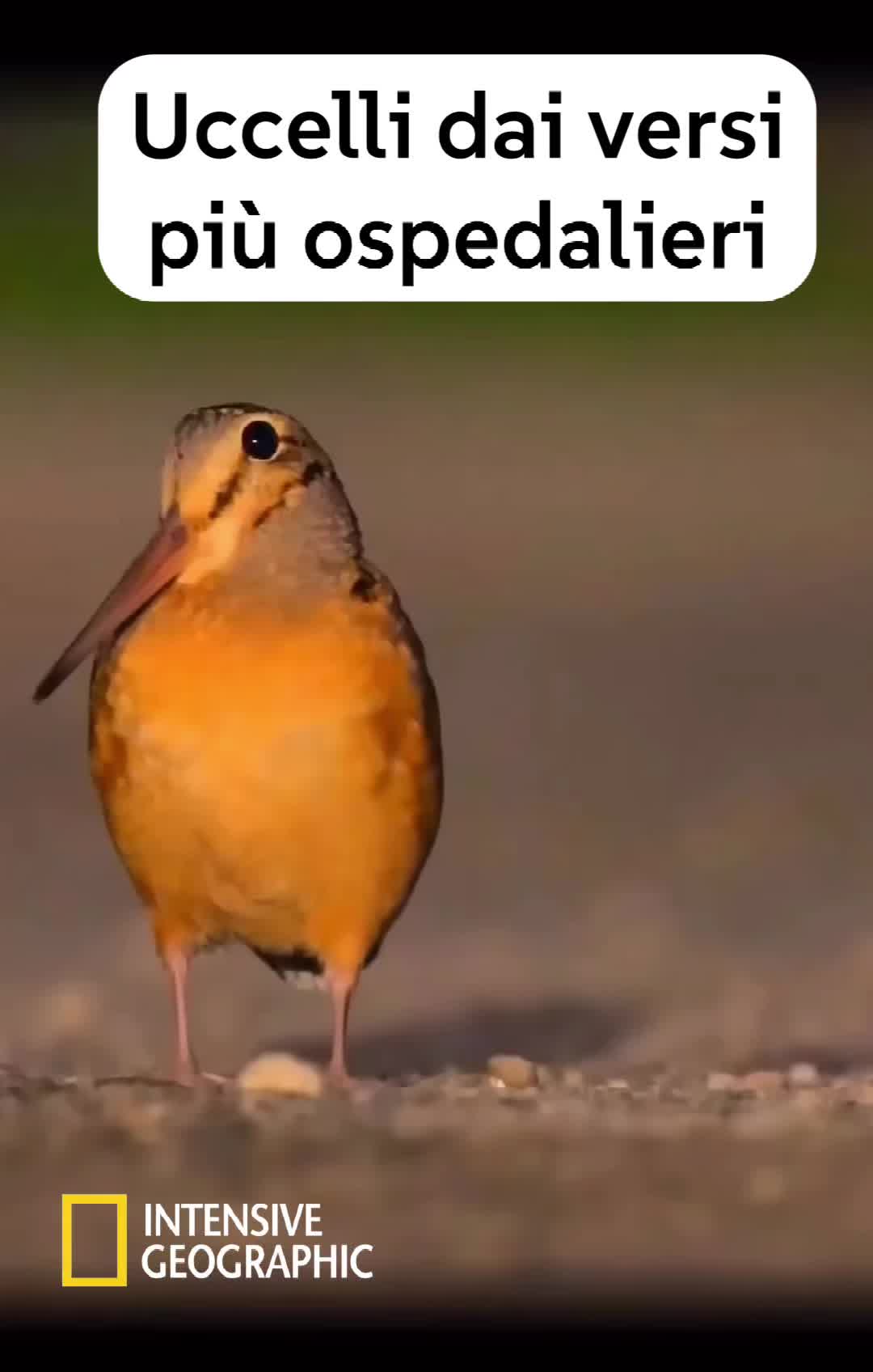 @Icumeme