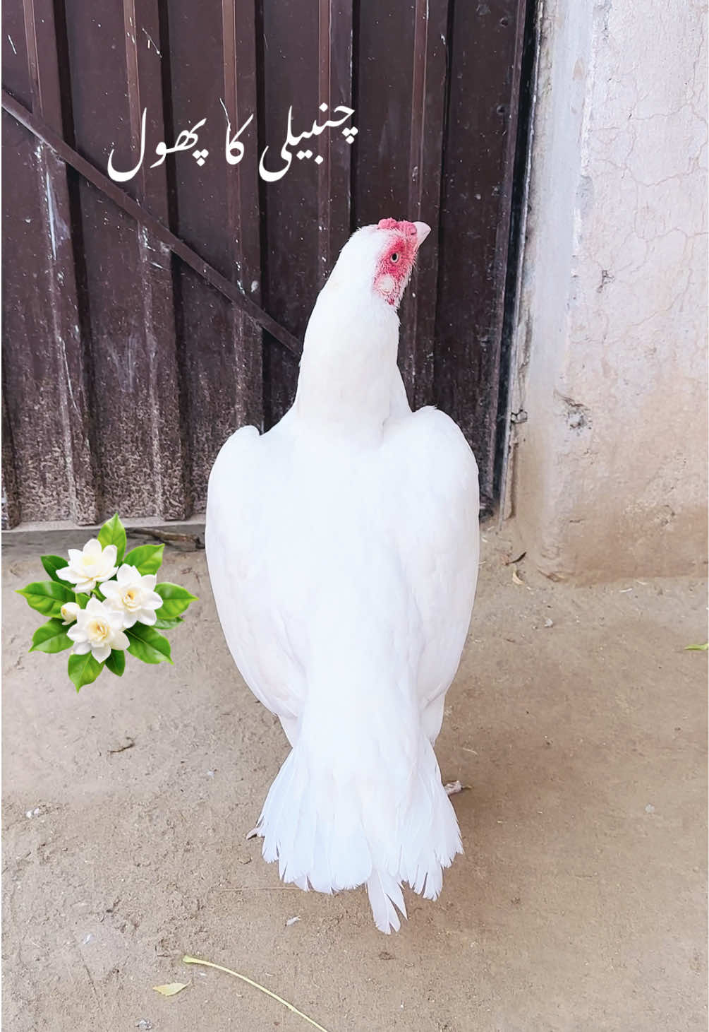 @Poultry Markaz