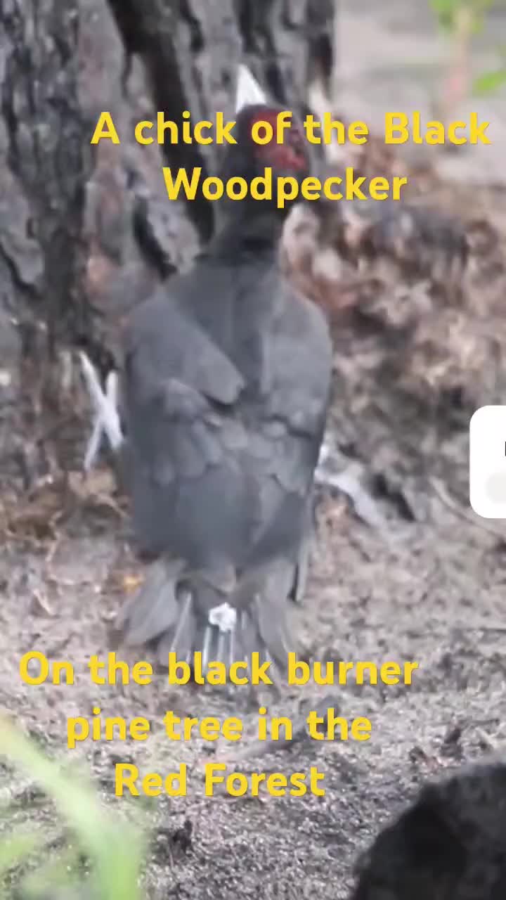 @bigscreencritics
