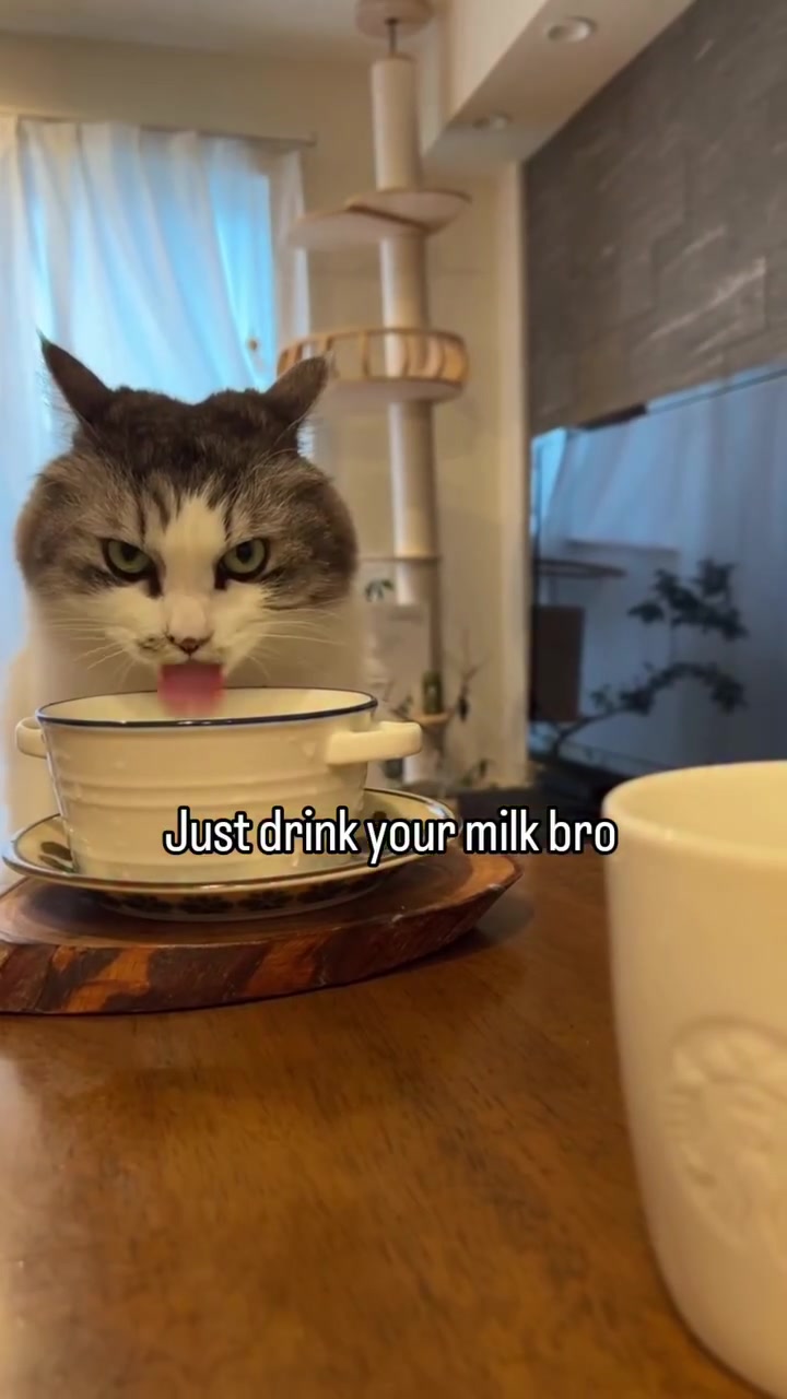 @miaou.catz