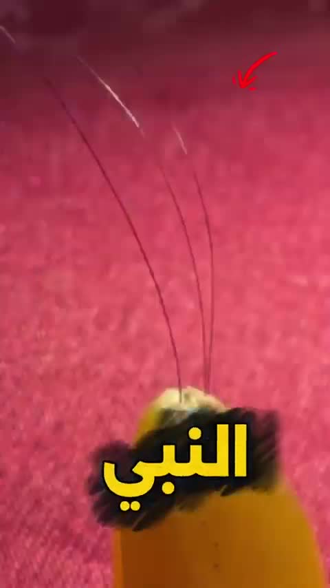 @فانز محمد شيخ