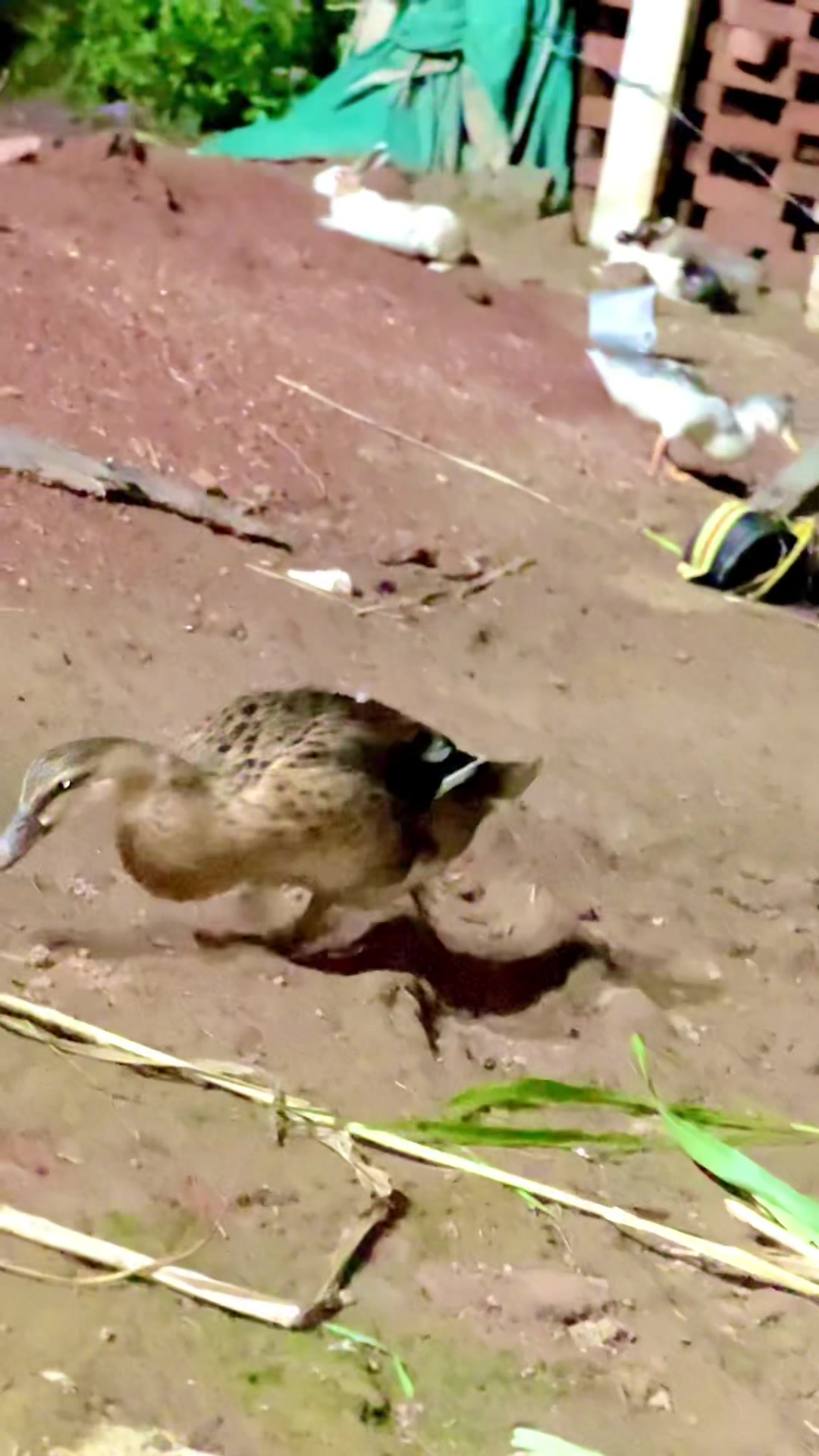 @❤️ دیس پنجاب ❤️