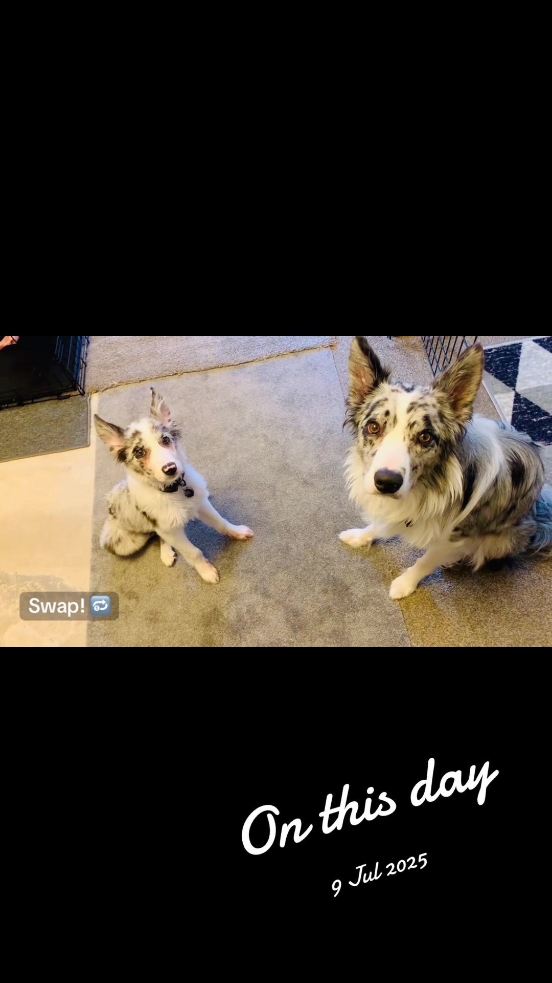 @A Dog Named Beau