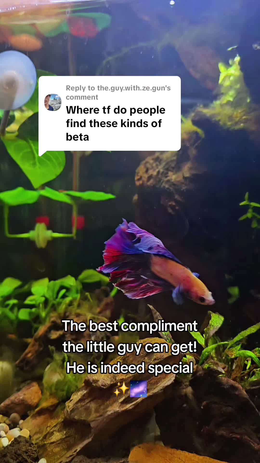 @NebulaTheBetta