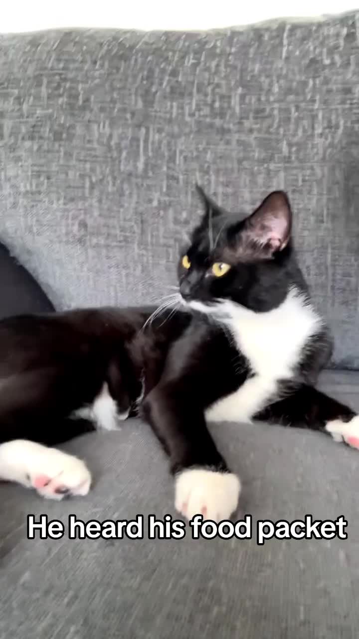 @Truffle the Tuxedo