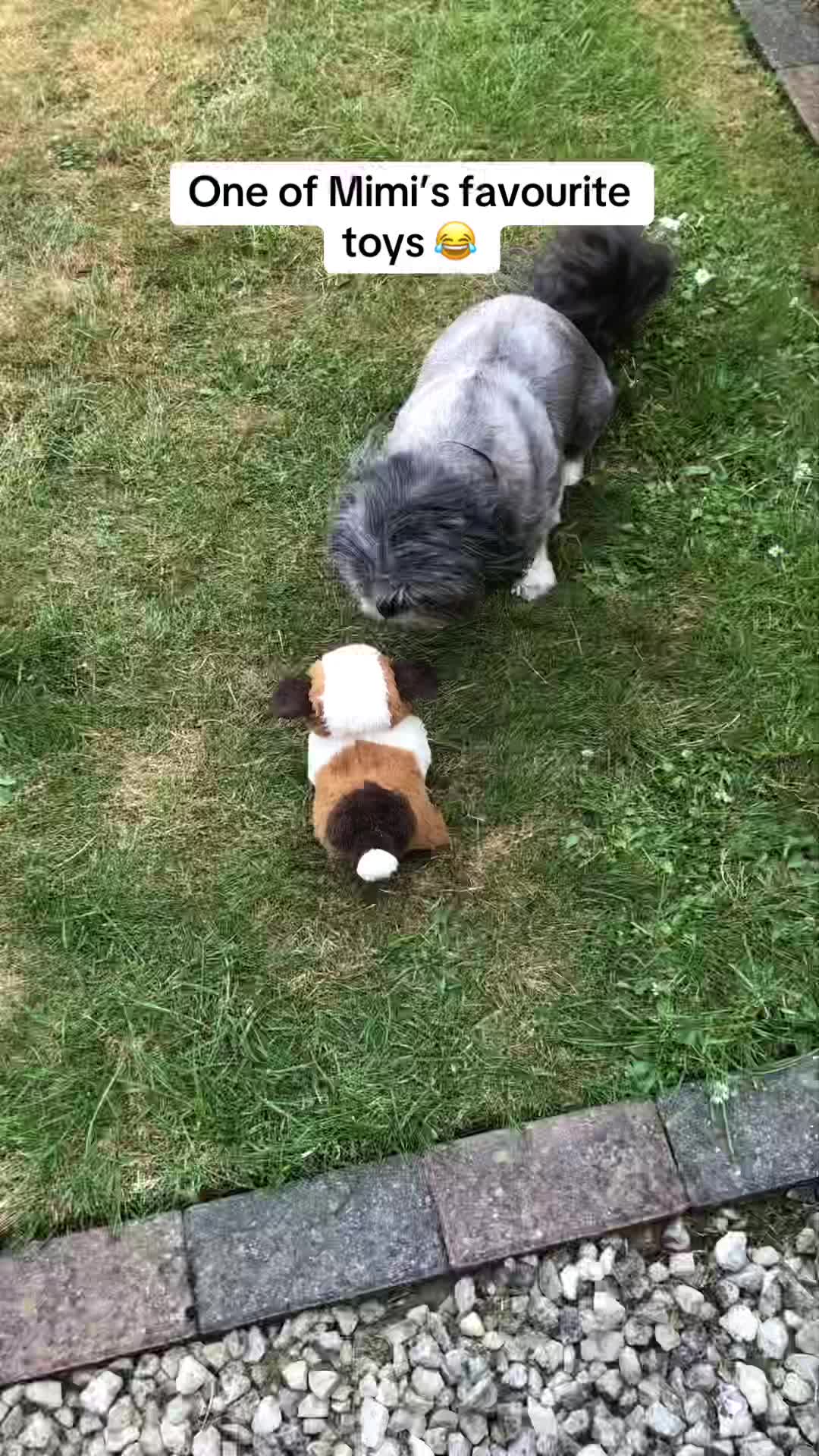 @Mimi the Shihtzu