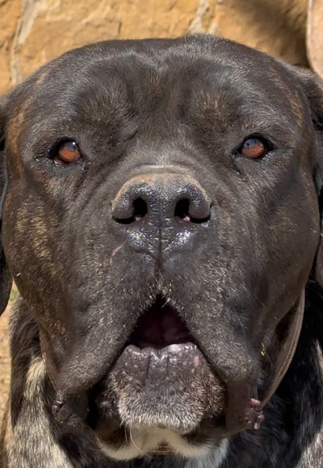 @Cane Corso Domus Targaryen
