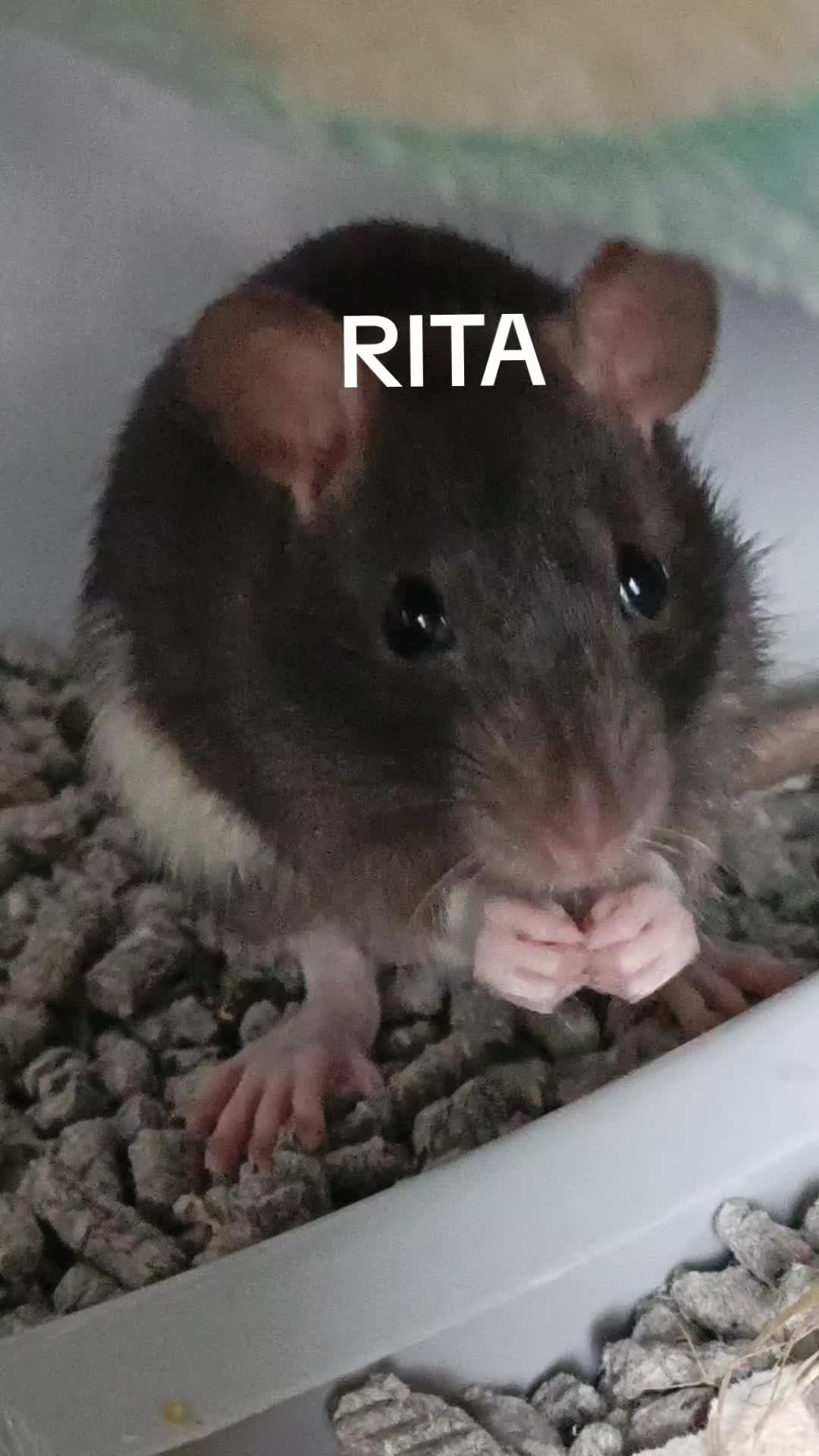 @thecuriousrats