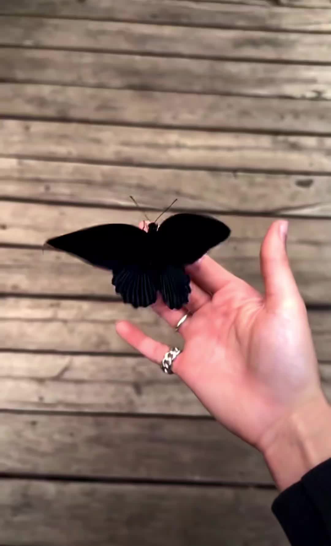@꧁Mҽʅҽƙ꧂