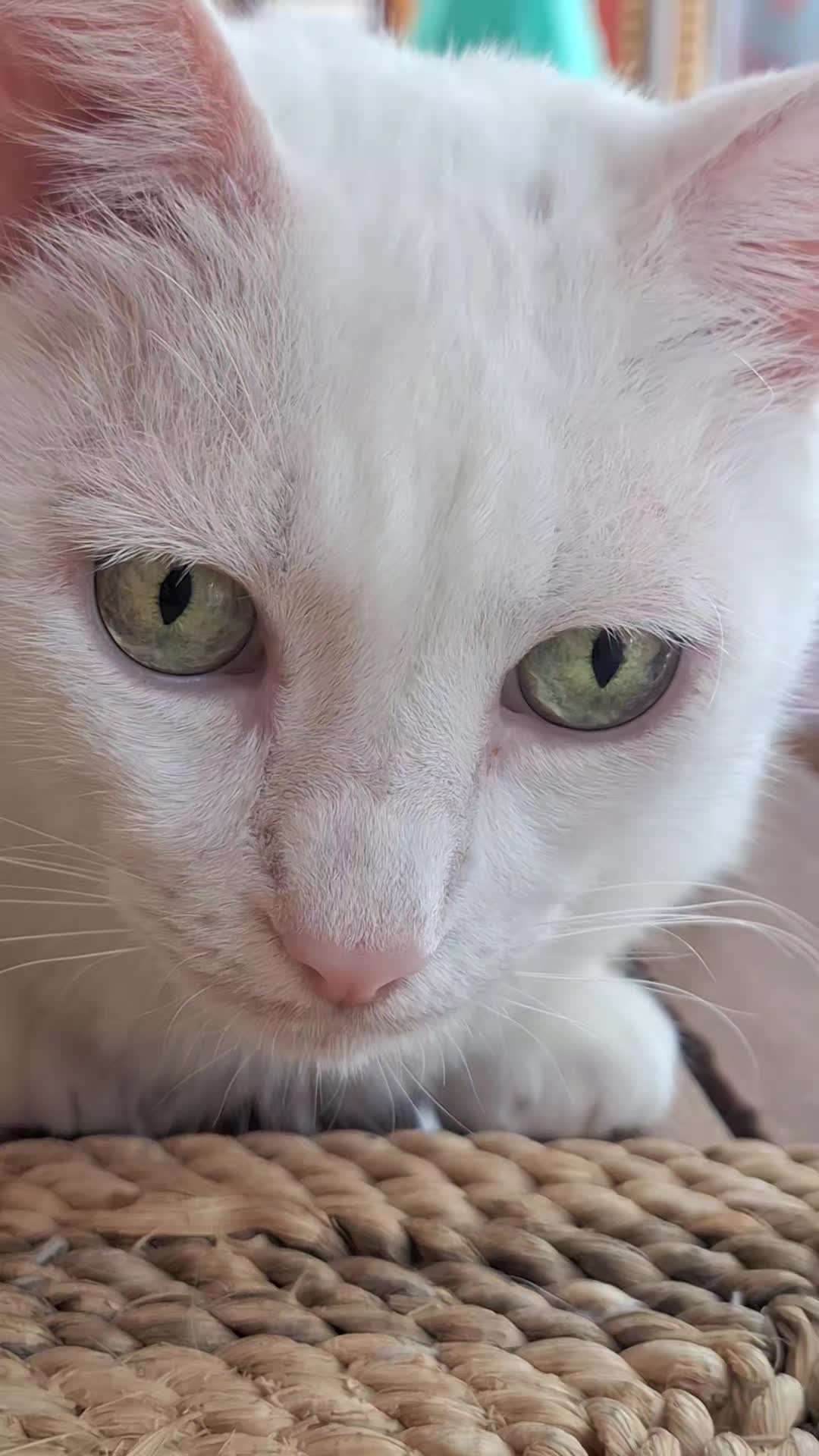 @gattopippo