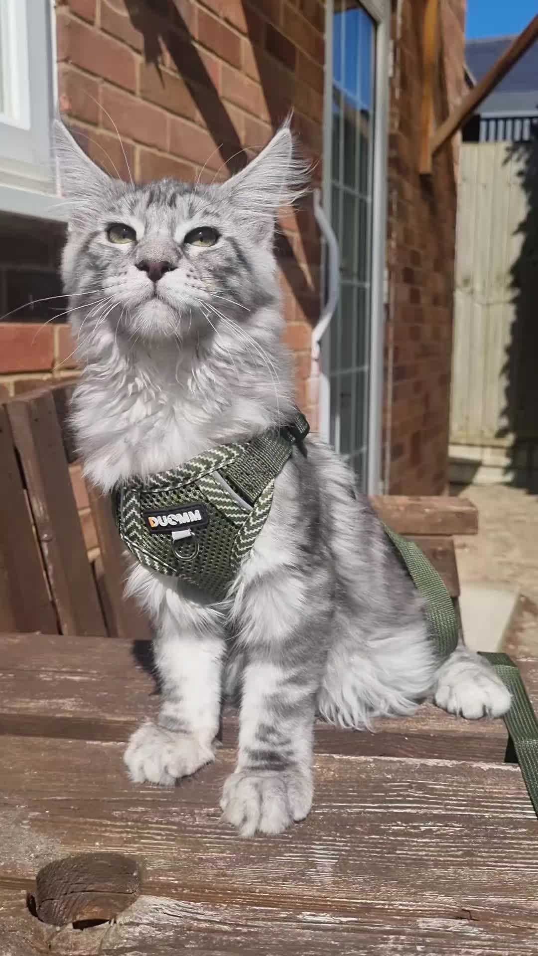 @Dollzuki Maine Coons