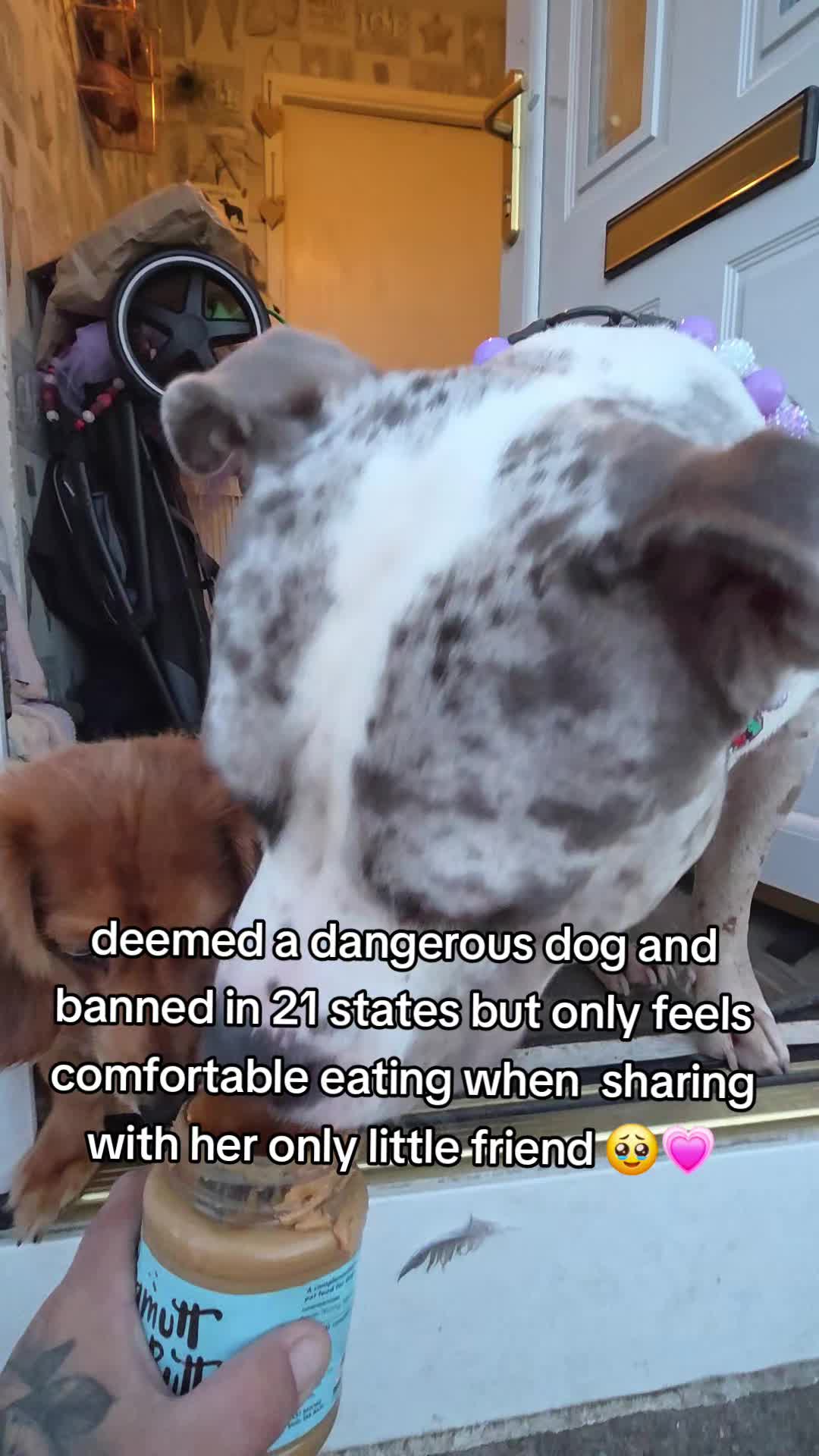 @kirsty+starlight the xl bully