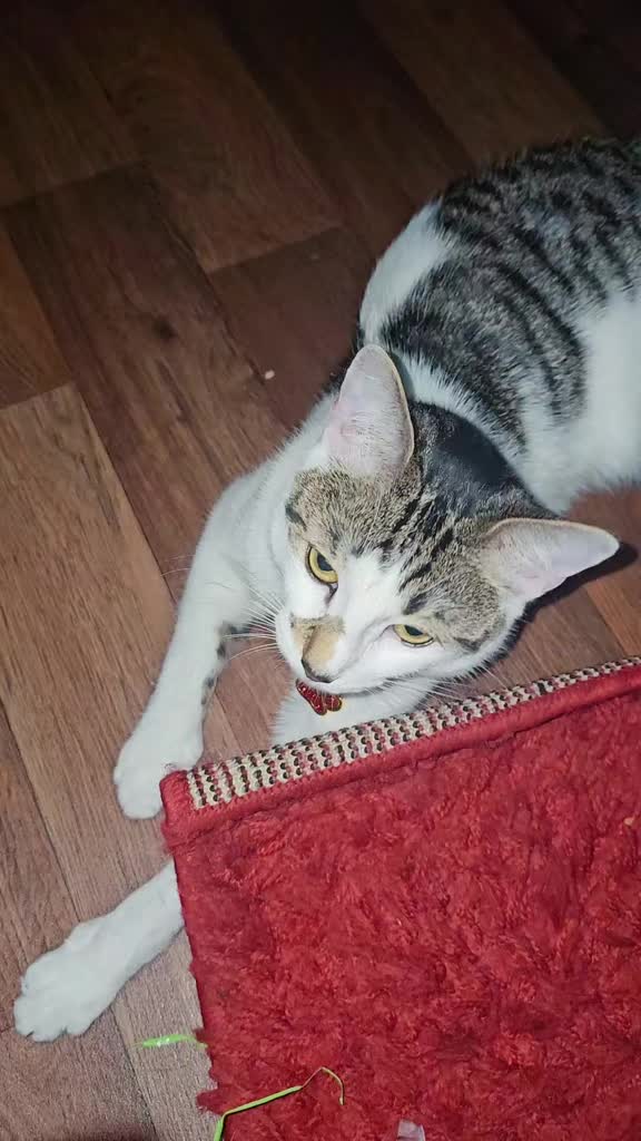 @cairo🐈