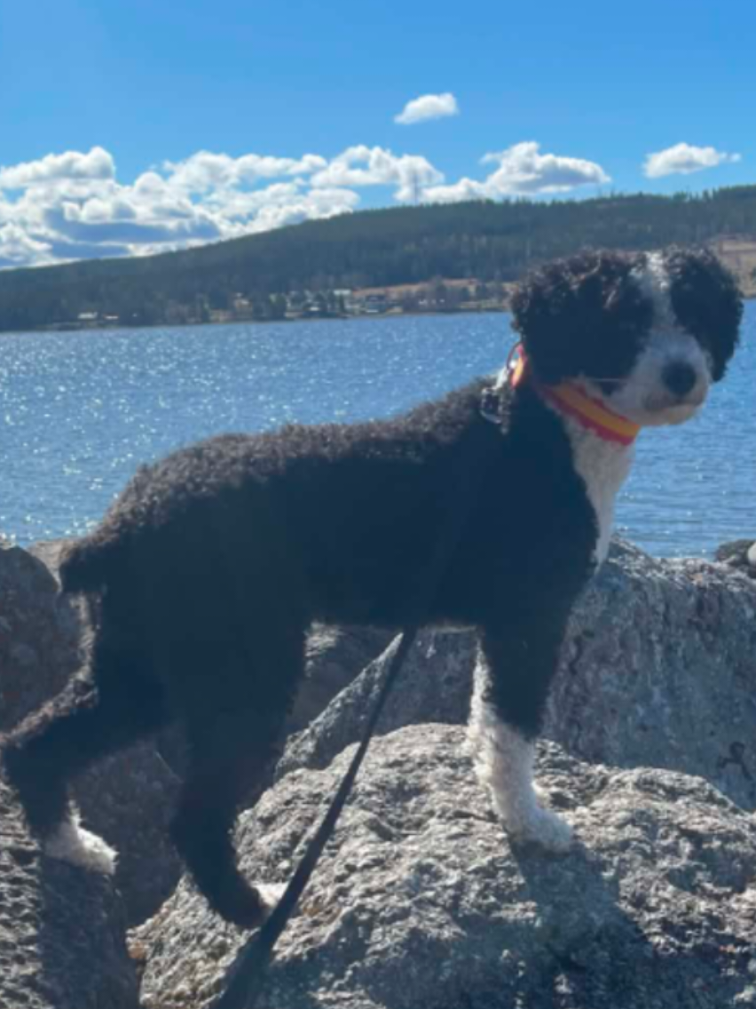 @🐾✨️mhdogs✨️🐾🇸🇪