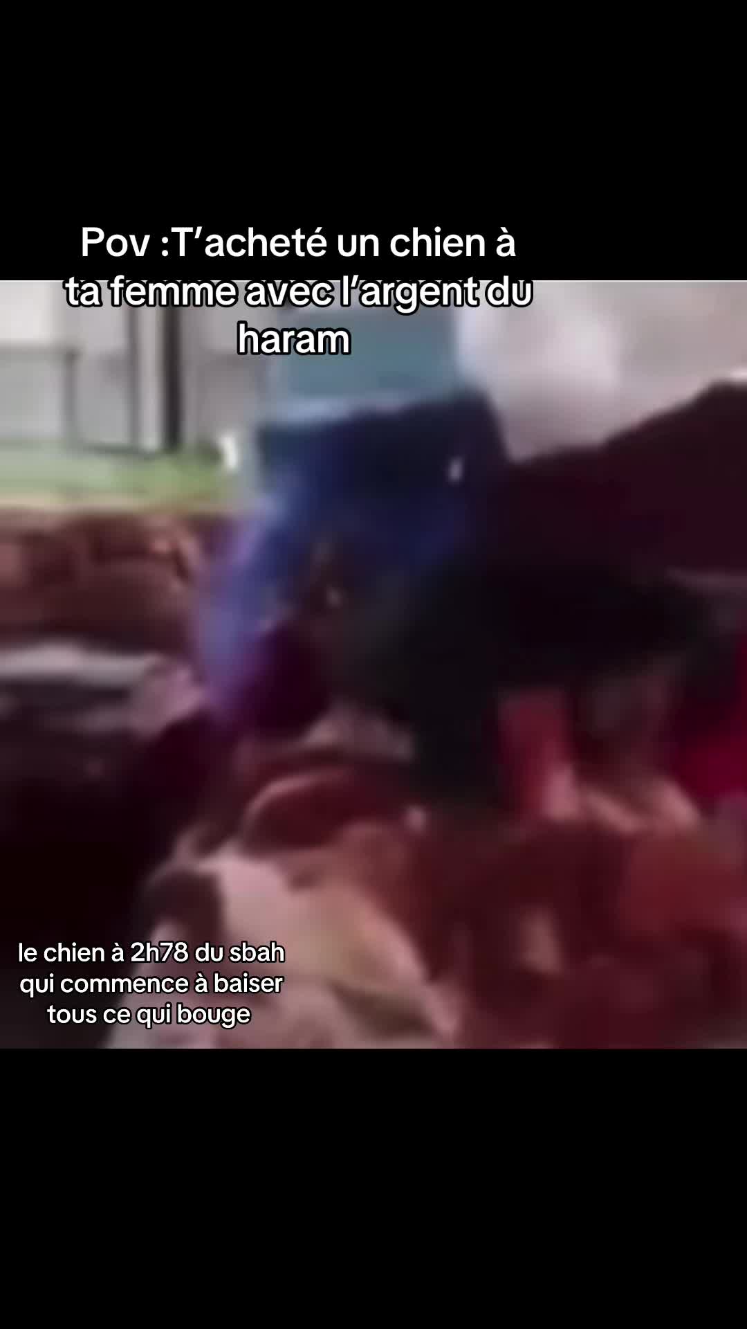 @zizanistre
