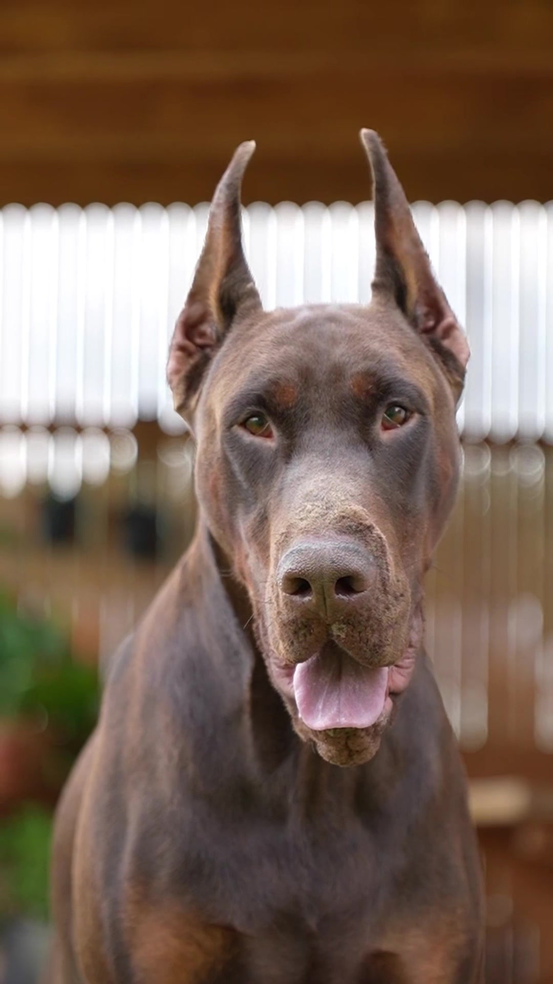 @GRAREVA dobermanns
