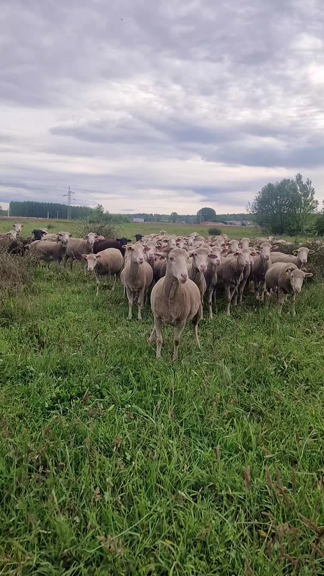 @Ari La Pastora