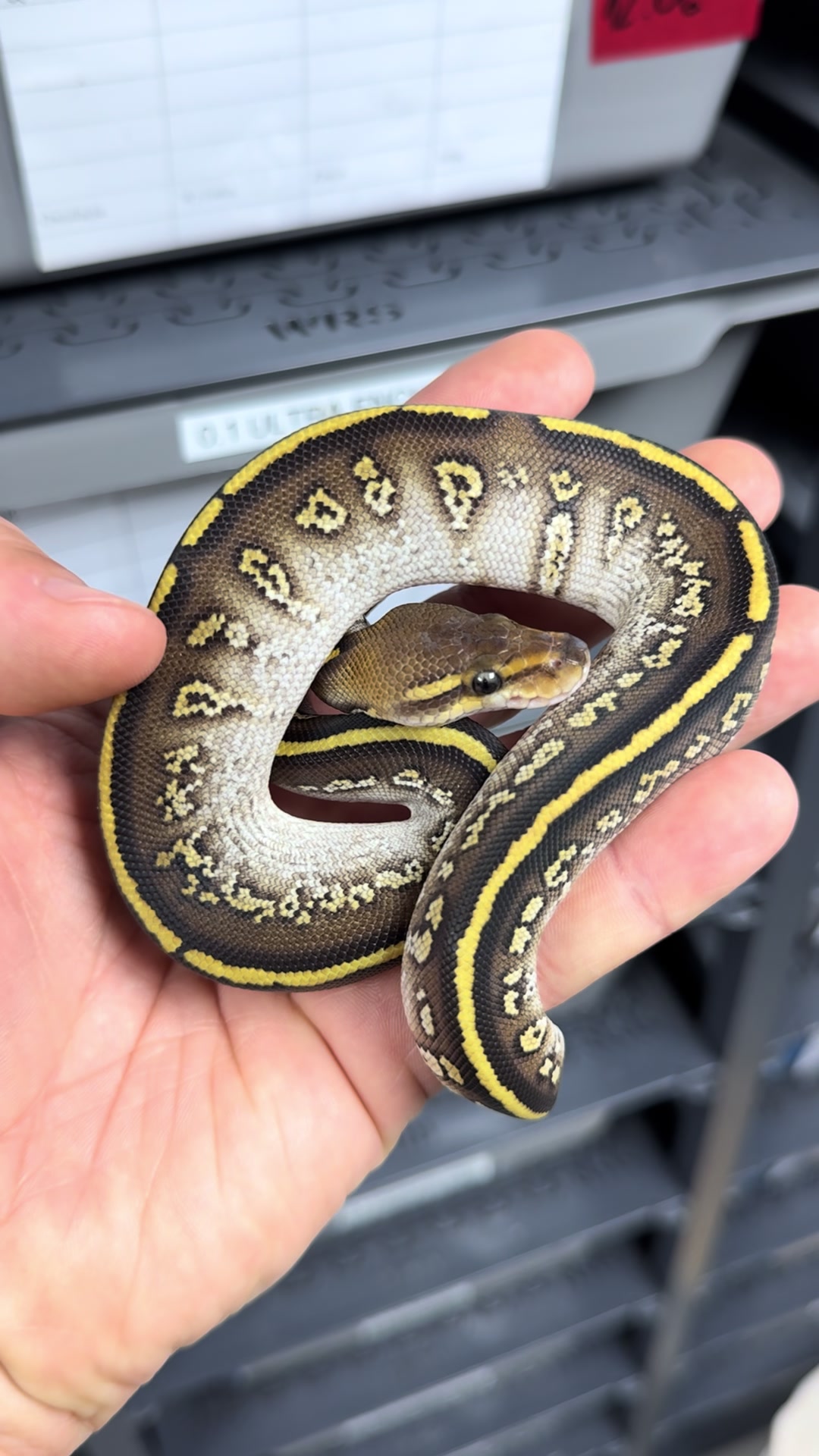 @MasgenReptiles
