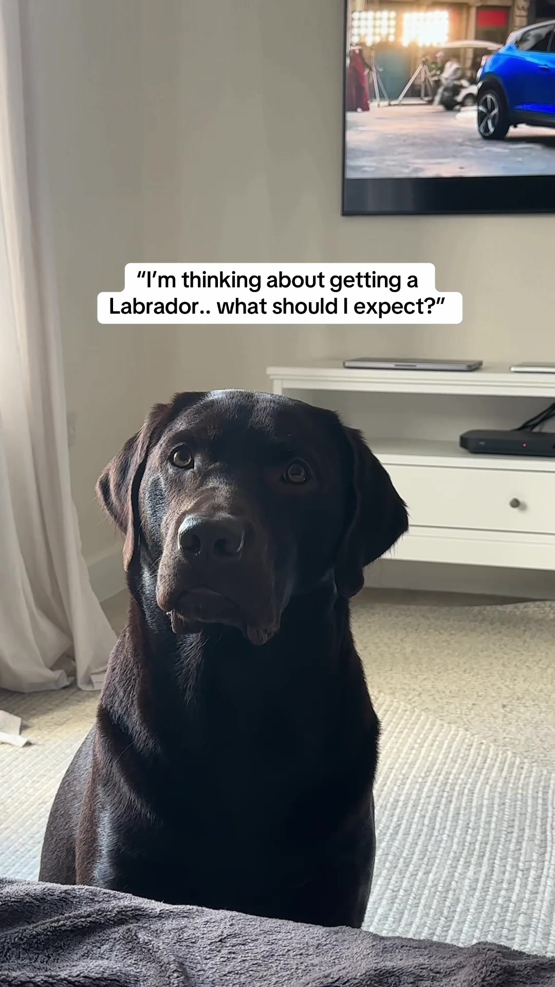 @The Labrador Buddy