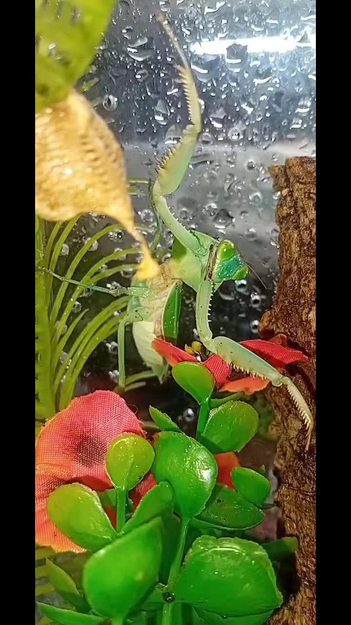 @creepy.crawlie.claire