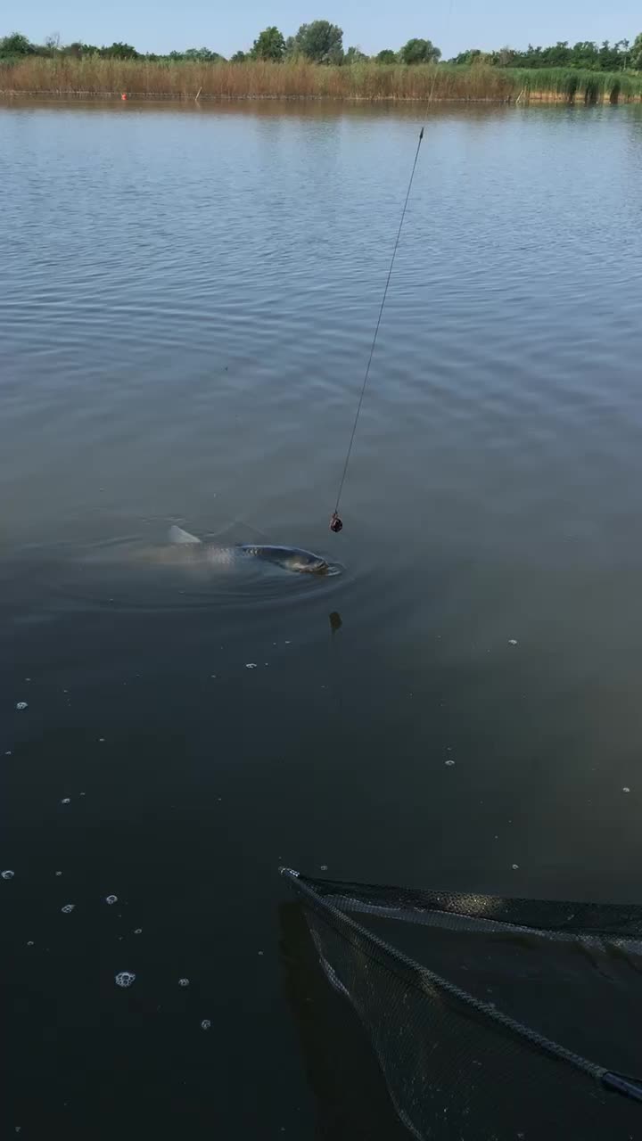 @🇭🇺CarpHunter🎣Dénes🇭🇺