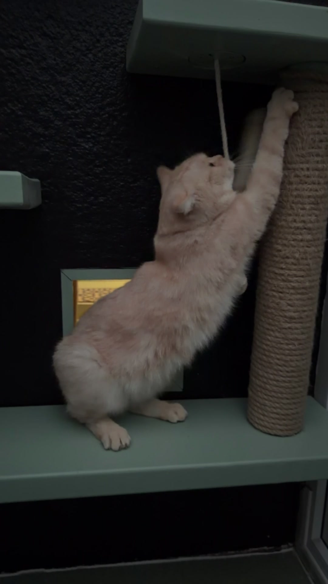 @Herongate Village Cattery