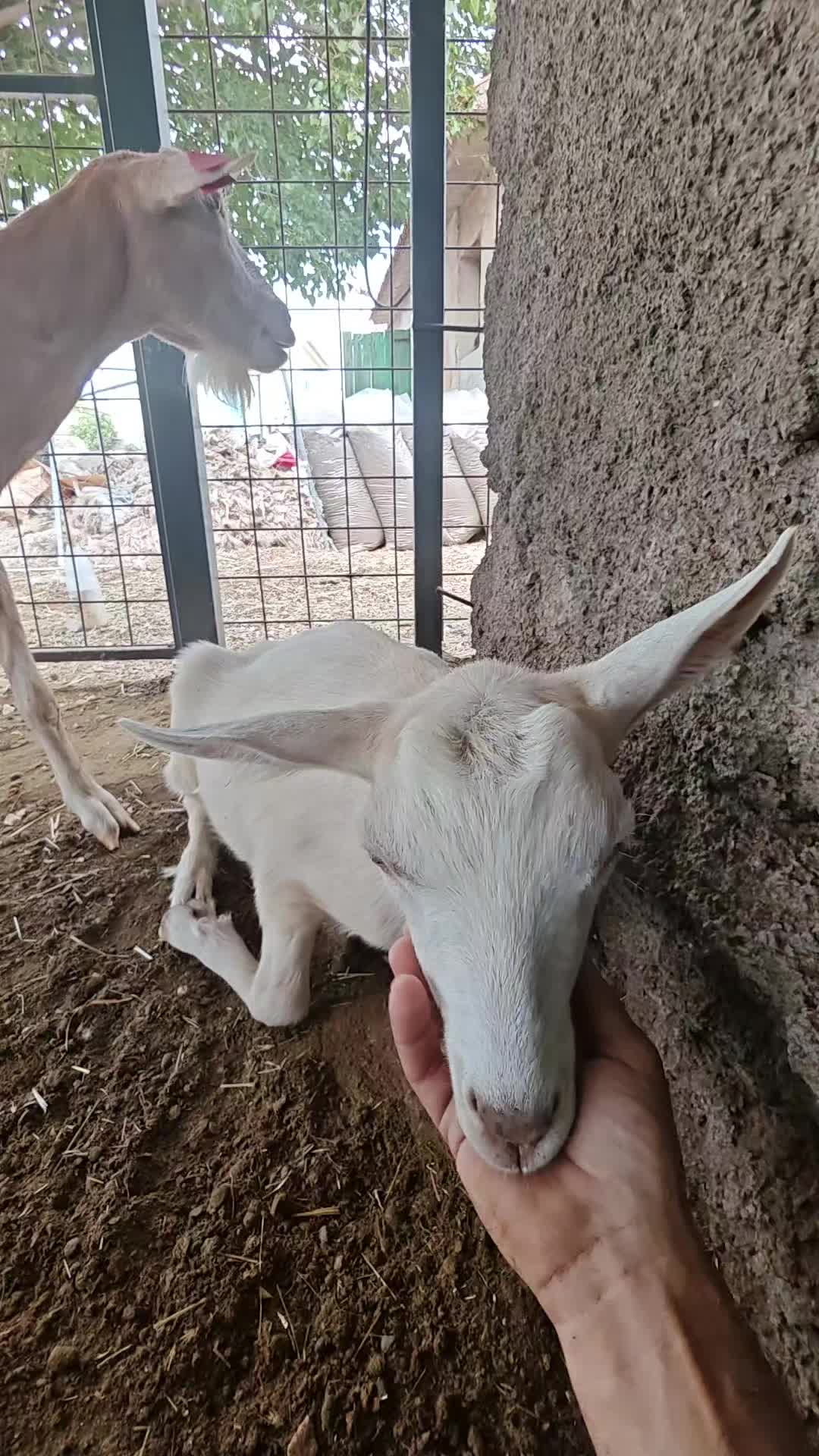 @whitefang9
