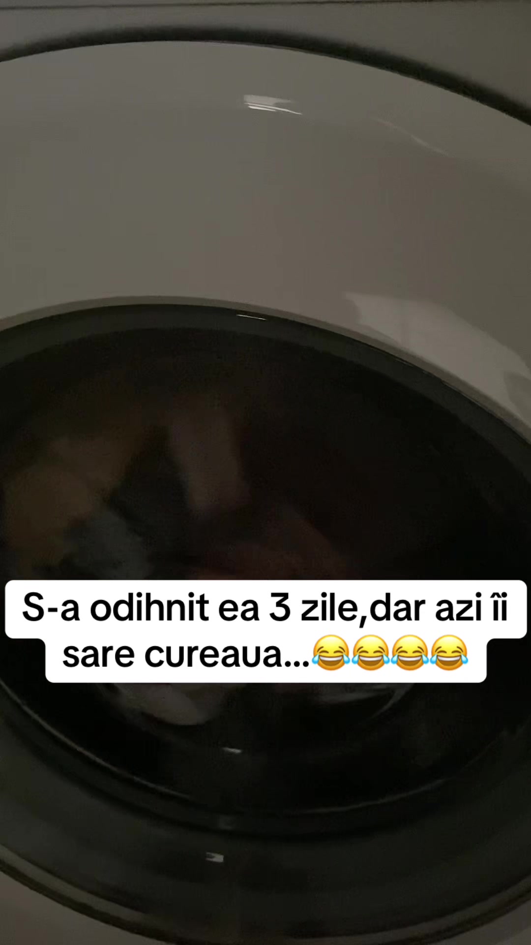 @Monica Trifuț