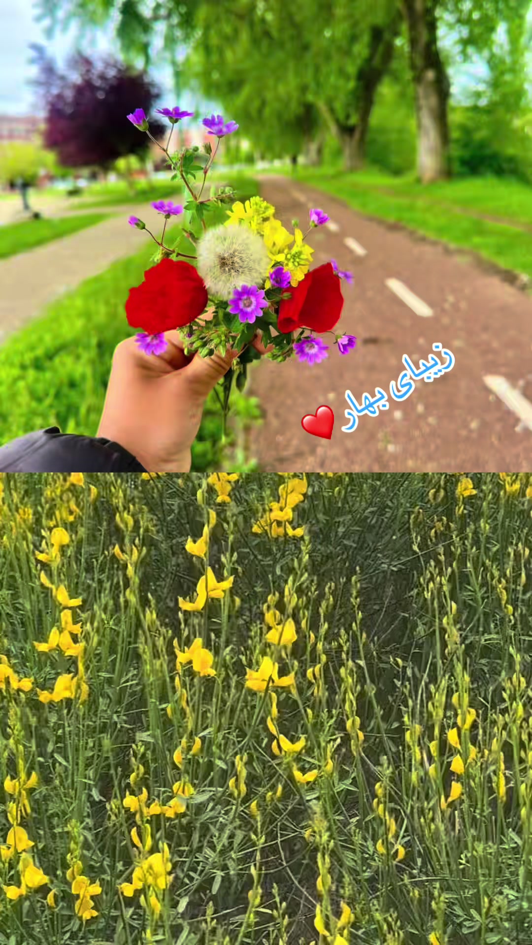 @Bano heidari🇪🇸💛🤍💙