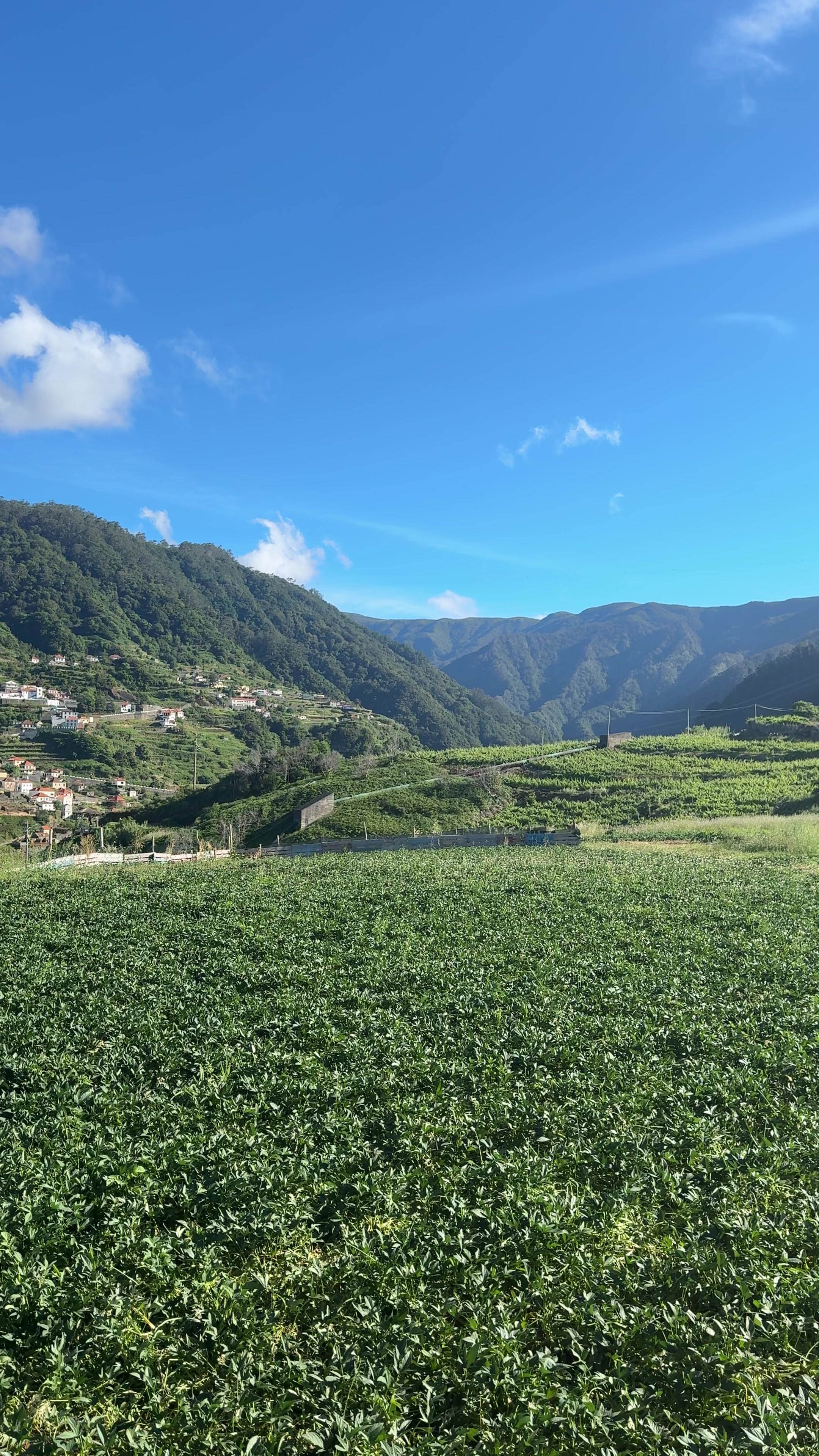 @ImpactAzul Madeira Island Tour