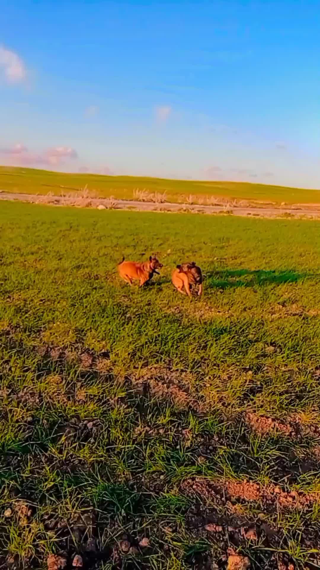 @Cizeer_kiva malinois k9 🐕🦺